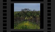 Napa Valley Mustard Photo by Dennis Kohn