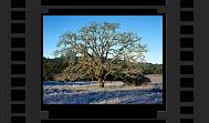 Oak Tree Photographic Work by Dennis Kohn